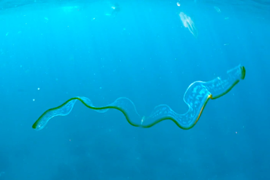 日本有位攝影師在海裡拍下一條「透明水母」，一靠近牠便停止游動。圖/@Aduncus7