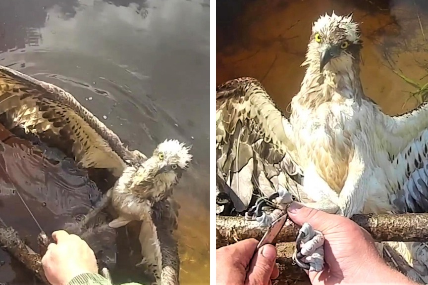 一名網友發現一隻鳥類在覓食的時候意外被釣魚線纏住無法脫身，便立刻幫助牠擺脫障礙物，結果沒想到這隻鳥就像是很好奇人類怎麼救牠一樣，在解開釣魚線的過程一直緊盯完全都沒動。 (圖/取自影片)