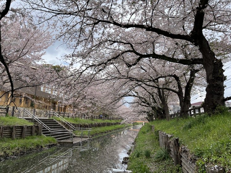 櫻花盛開時，冰川神社旁的河道成了賞櫻秘境。記者羅建怡／攝影