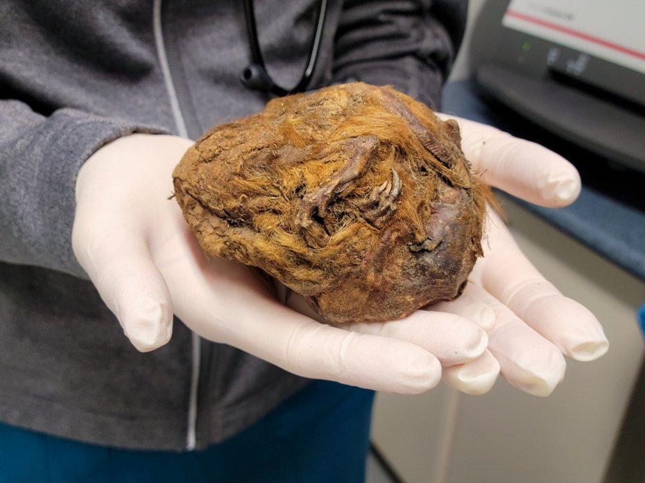 加拿大一名礦工發現「冷凍毛球」，事後證實是3萬年前的木乃伊松鼠。圖擷自臉書／Yukon Beringia Interpretive Centre