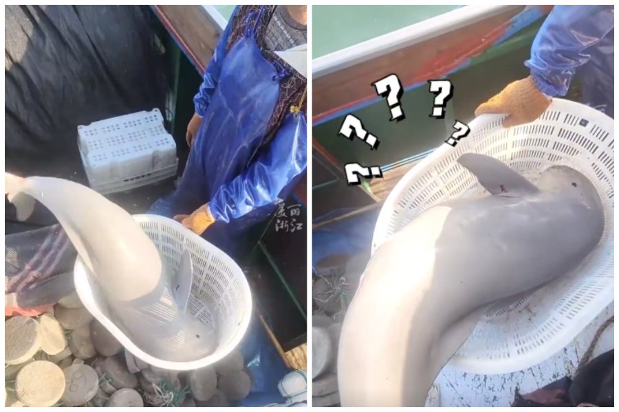 漁民從海中打撈到一條渾身雪白的江豚。圖取自微博