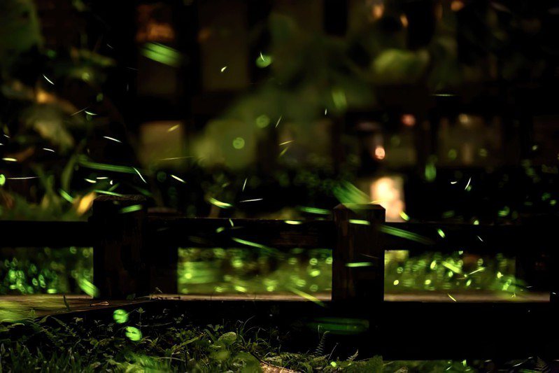 台中大坑生態園區螢火蟲生態。圖／台中市政府提供