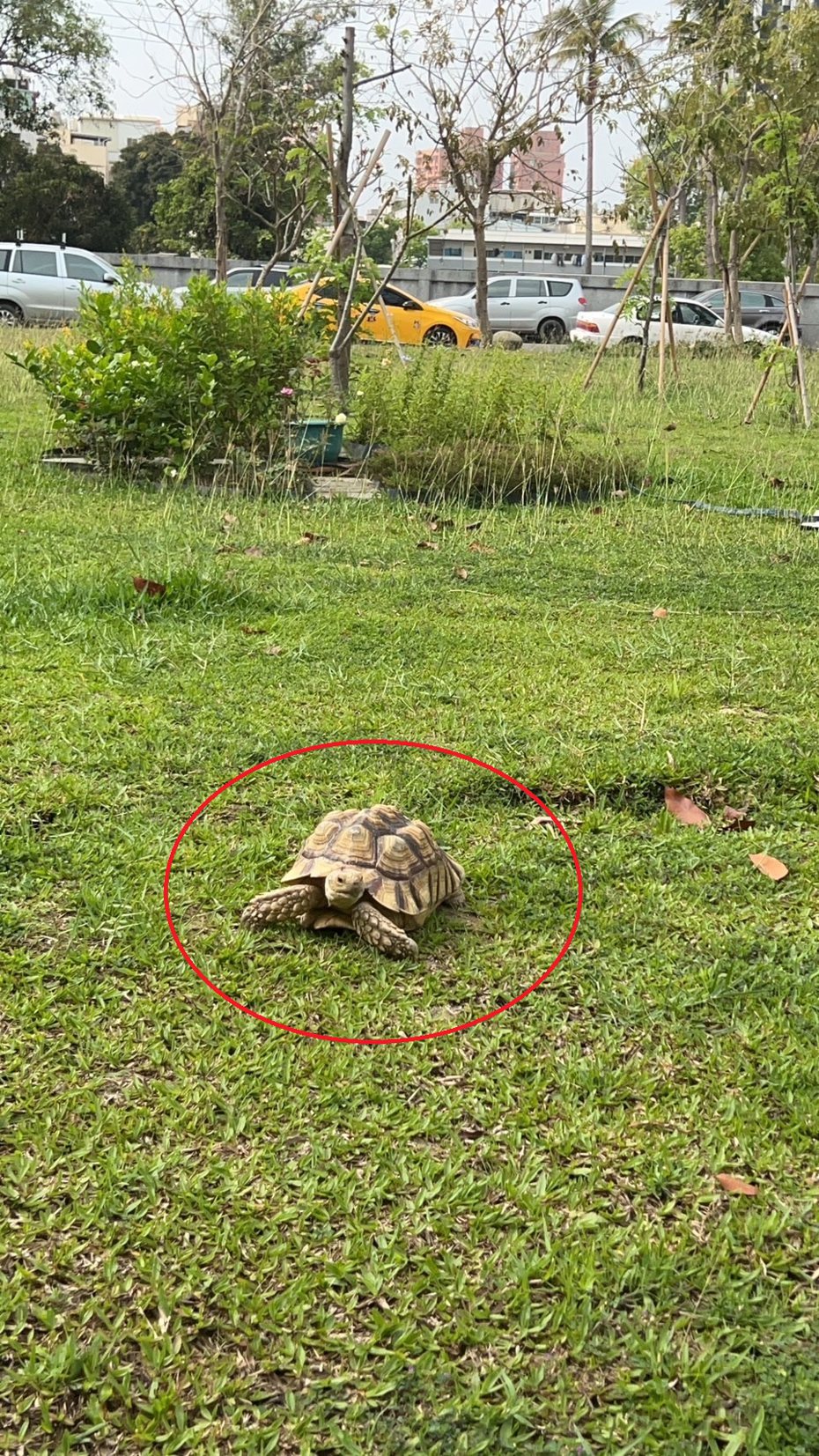 戴姓女子飼養的蘇卡達龜8日出門散步時消失無蹤；圖為烏龜跑到草皮散步的情形。記者石秀華／翻攝