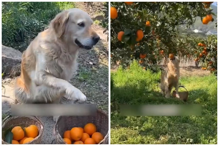 黃金獵犬幫忙採摘水果，卻不知主人已停業。圖取自微博