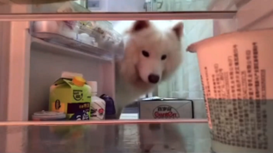 薩摩耶偷偷把冰箱打開偷吃東西。圖取自微博