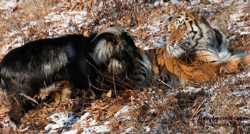 俄國一隻老虎和山羊交朋友。圖取自IG