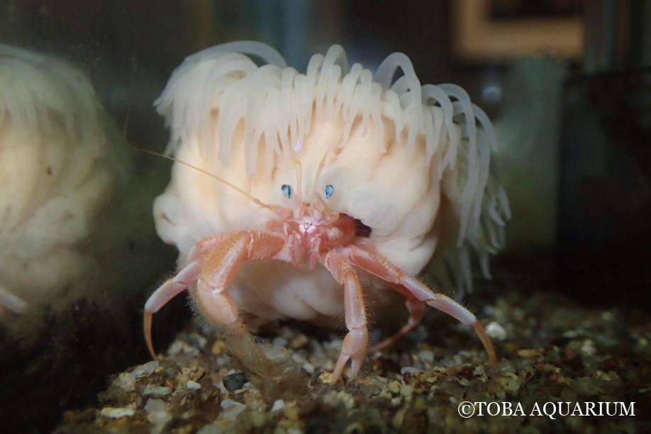 日本一間水族館發現一種新品種海葵，長相跟《霍爾的移動城堡》火焰惡魔卡西法相當類似，神奇的外貌吸引不少網友討論。 (圖/取自鳥羽水族館推特)
