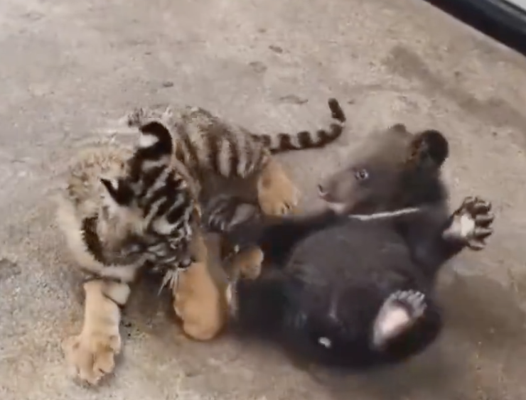 新生小熊寶寶與小老虎寶寶打架玩耍。（圖／翻攝自微博）