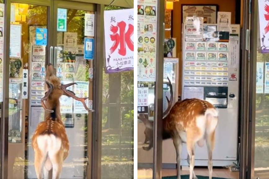 有網友拍下一隻奈良鹿走到一家店門口想吃東西，竟然俐落的踮起腳用鼻子頂開自動門的開關順利進到裡面，影片曝光讓不少網友看傻。 (圖/取自推特)