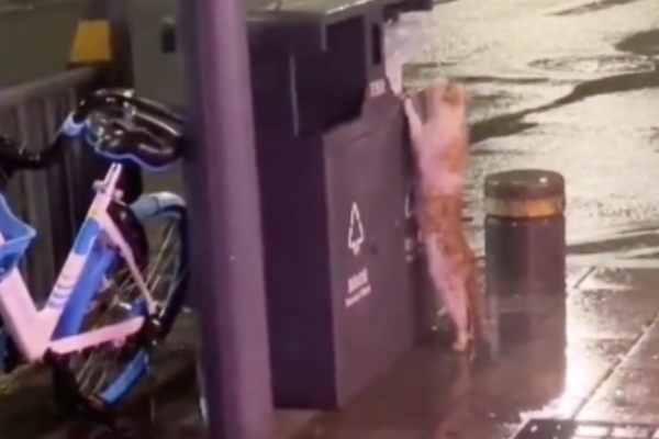 有網友在微博上傳一段影片，表示是貓媽媽在雨中翻找被飯店業主丟在垃圾桶裡的小貓。圖/翻攝自微博