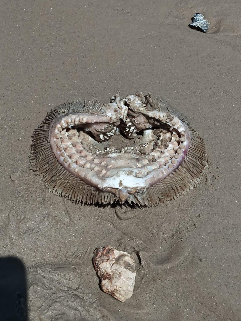 一名網友在沙灘散步時看到一具像是外星人遺骸的物體陳屍在沙灘上面，該物體擁有一口尖牙，長相相當恐怖，引發許多網友猜測這到底是什麼東西。 (圖/取自臉書社團Bolivar Beachcombers)