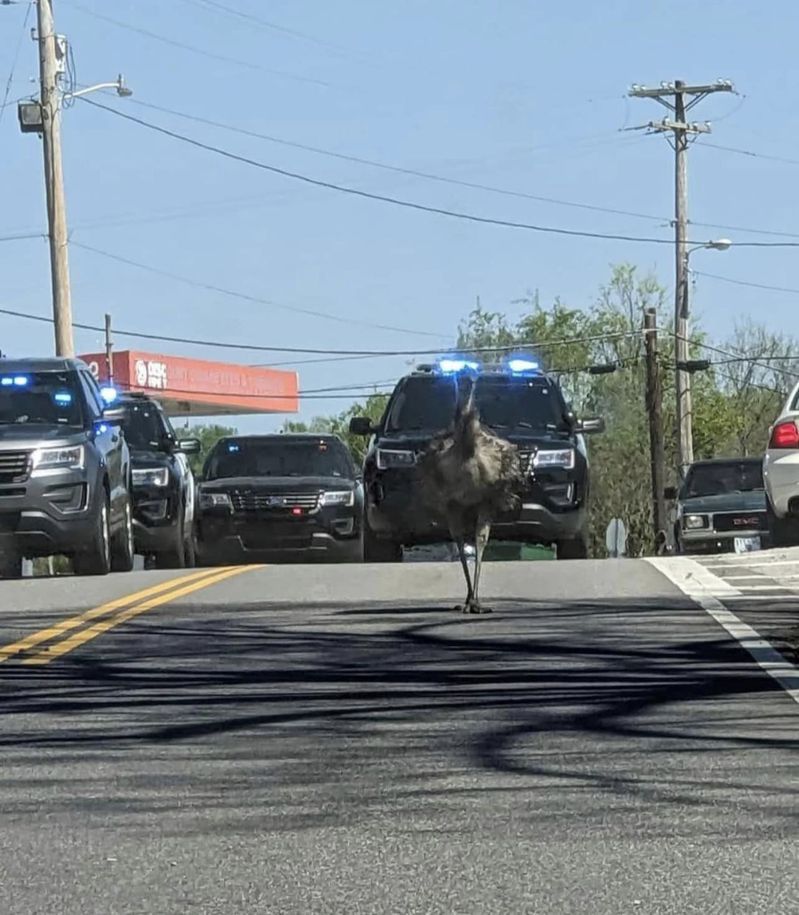 鴯鶓MeeMoo衝出柵欄在馬路狂奔，多輛警車緊跟在後。圖擷自臉書/Nick Beres NC5