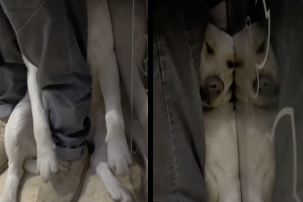 狗狗在電梯角落裡被擠成肉餅的一幕讓網友直呼搞笑又有點可憐。圖/翻攝自微博