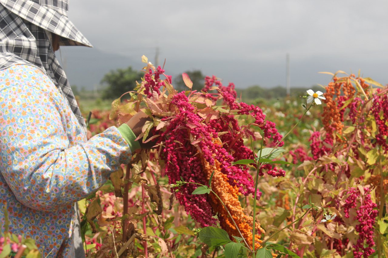 營養美味的國產紅藜，多採契作或雇用在地農民栽種。業者/提供