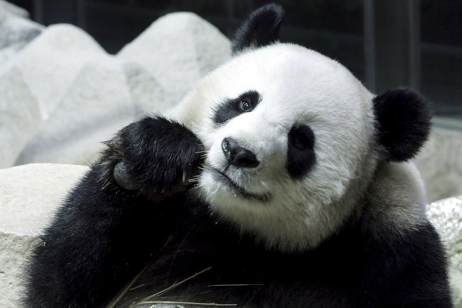泰國清邁動物園的貓熊「林惠」今天過世，得年21歲。 美聯社