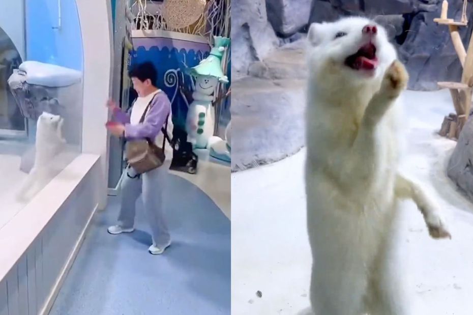 有著夢幻雪白毛色雪狐狸隔著玻璃和一名遊客開心熱舞。（圖／翻攝自微博）