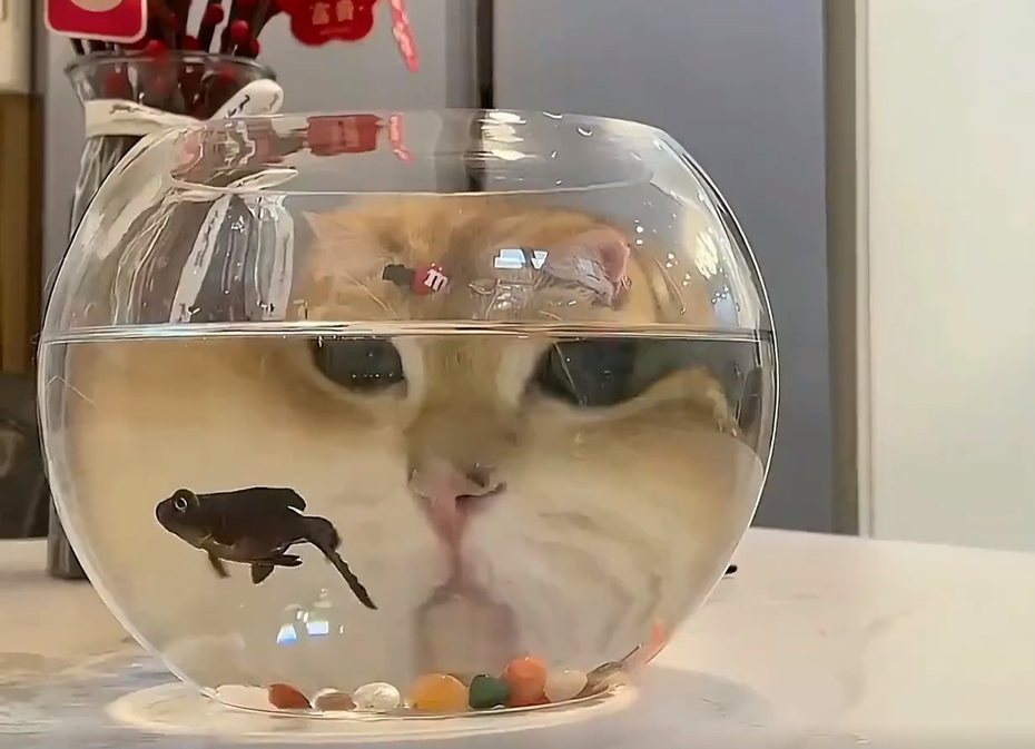 一隻貓咪躲在魚缸後觀察，圓潤的臉瞬間被放大。圖擷自微博