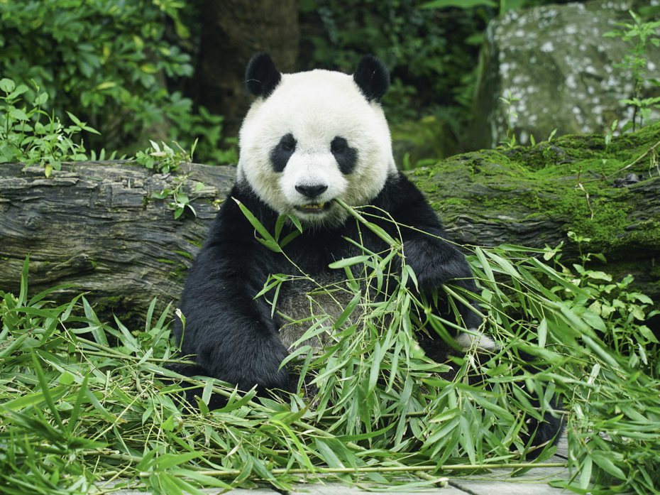 台北市立動物園將於22日推出「綠色園遊會」活動。圖為台北市立動物園貓熊「圓仔」。圖／台北市立動物園提供