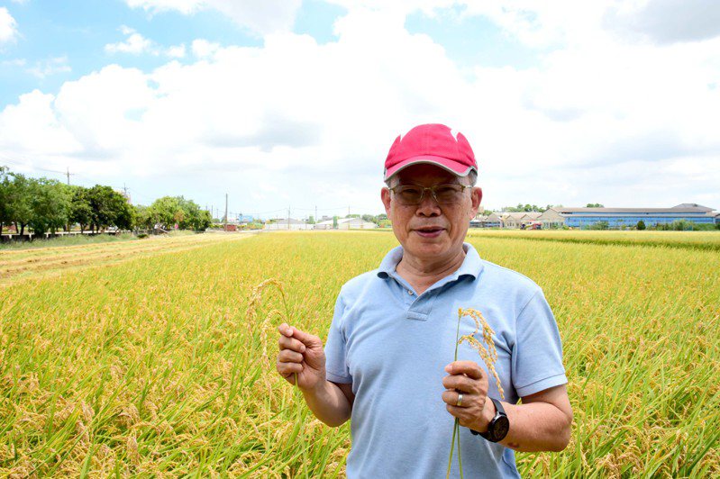 屏科大教授王裕民研發水稻益生菌強化系統種植「低碳植米」收成豐碩。圖／屏科大提供
