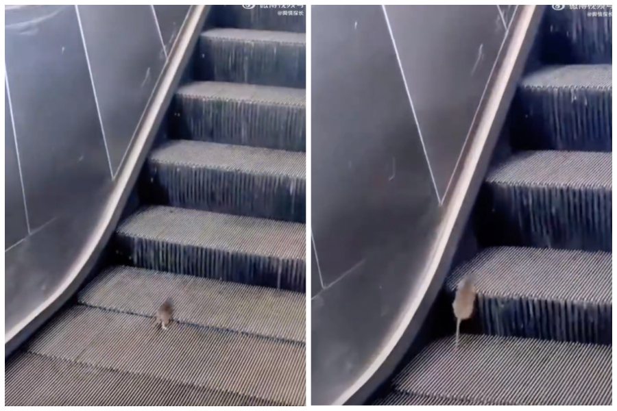 電扶梯上一隻老鼠，努力朝著相反方向往上爬，爬了超過一分鐘還在原地。圖取自微博
