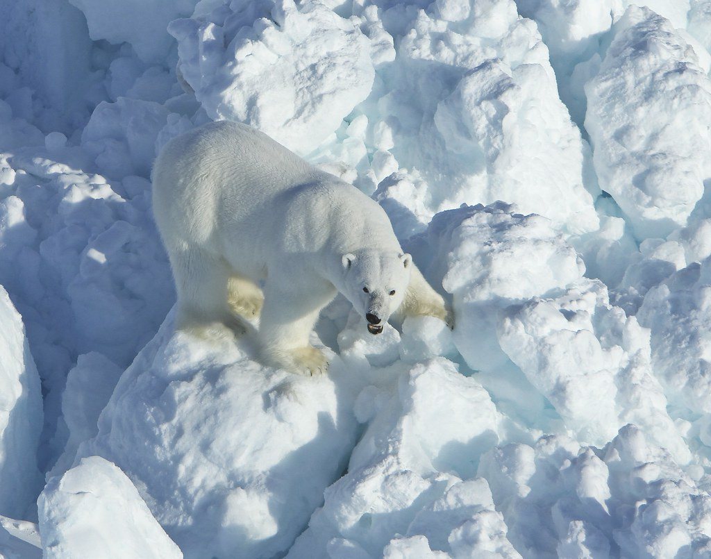 北極熊正試圖穿越南波弗特海（southern Beaufort Sea）的碎冰（...