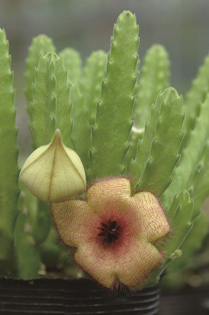 小花犀角的花瓣密布紅褐色毛，花朵具有腐肉臭味。提供／采實文化