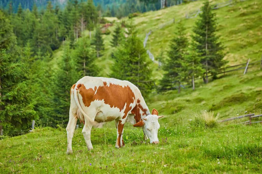 牛吃草，而我們吃了牛肉獲得蛋白質。如果這些草不需要透過牛就能直接轉化為蛋白質呢？...