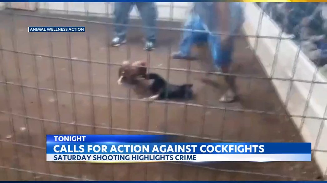 檀香山當地電視台《KITV4》報導4月15日這起因鬥雞而起的槍擊案。 圖／截圖自...