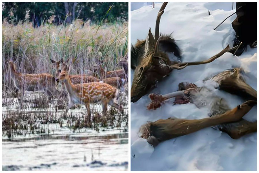 大陸河北自然保護區有大批梅花鹿離奇死亡只剩白骨。圖取自搜狐