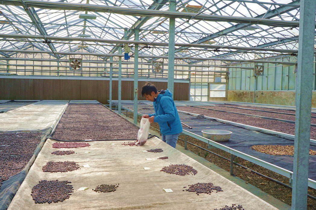 方政倫運用種植蘭花的溫室日曬咖啡豆，生產條件絕佳。圖／于國華提供