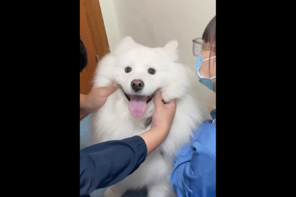 一隻薩摩耶犬被醫生觸診時看起來似乎相當享受。圖/翻攝自微博