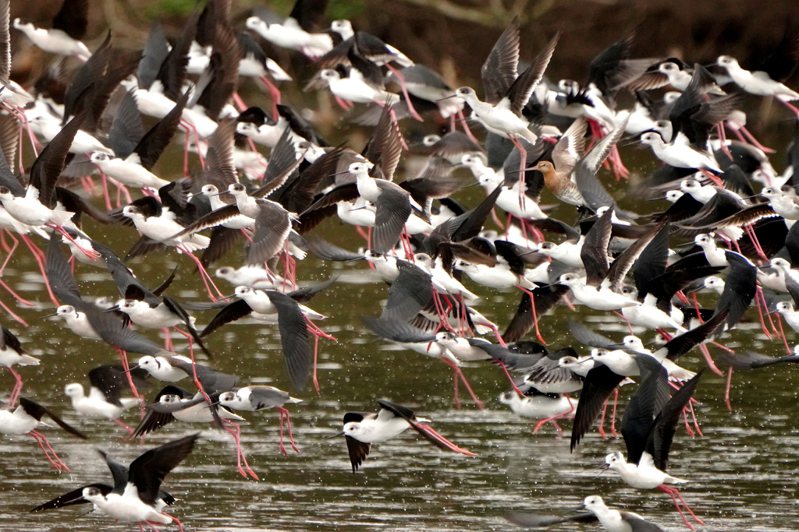 新竹市熱門的賞鳥勝地金城湖，最近迎來數千隻高蹺鴴北返潮，千鳥群飛景象壯觀，韓國繫放的黑面琵鷺M89今年更停棲金城湖超過3個月。圖／竹市府提供