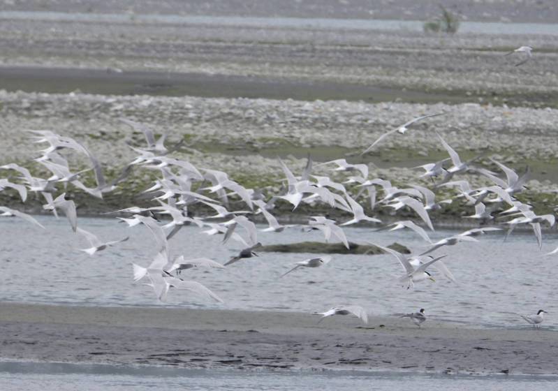 國際二級保育鳥類小燕鷗，最近與其他燕鷗群一起飛到宜蘭南溪報到，準備繁殖下一代。圖／台灣偏鄉物種保育協會提供