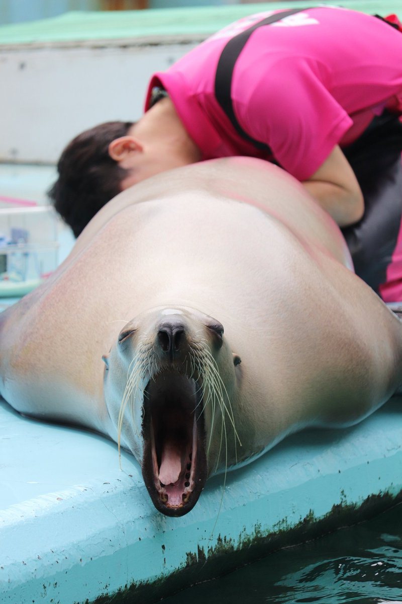 水族館一隻海獅正在被飼育員量體溫，但體溫計插入牠屁股的當下牠卻擺出一臉舒爽的「OH~」表情，搞笑的畫面讓不少網友笑翻。 (圖/取自推特)