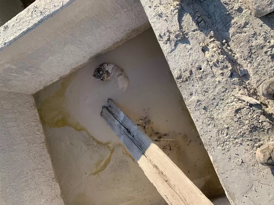 一名工人正在進行灌漿作業，結果在沒乾的水泥裡面發現一顆「長毛的石頭」，靠近一看才發現竟是一隻受困瀕死的浣熊。 (圖/取自影片)