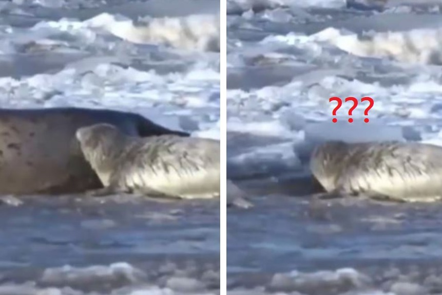 一隻小海豹跟媽媽正在冰面上休息，小海豹餓了就靠近媽媽身邊吃奶，結果吃到一半母海豹突然「整隻沉沒到海裡」。 (圖/取自影片)