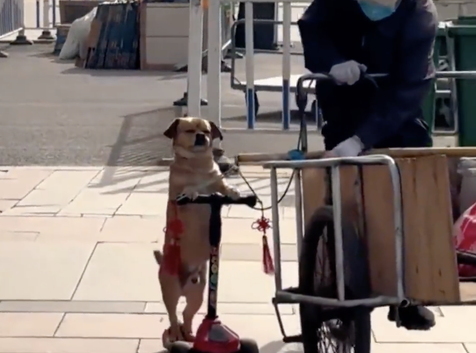 小黃狗騎滑板車一臉得意。（圖／翻攝自微博）