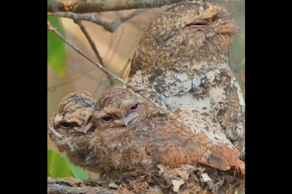 鳥媽媽帶著兩隻大寶寶擠在窩裡的表情看起來有點厭世。圖／翻攝自微博