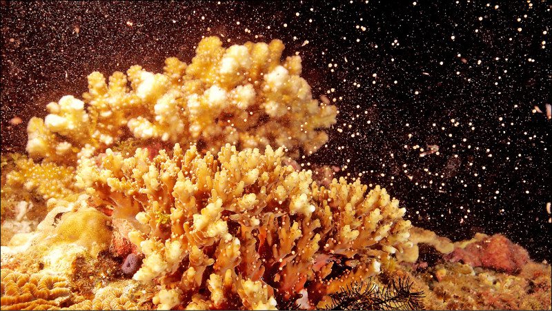 為因應愈益頻繁的氣候變遷對珊瑚生態系的衝擊，屏東海生館珊瑚人工繁養殖研究團隊在繁殖季下海收集珊瑚精子與卵子，帶回培育實驗。圖／海生館提供