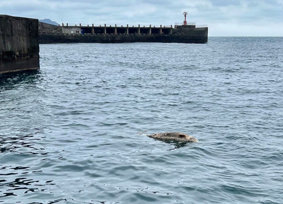 基隆市八斗子漁港外海域今天出現鯨豚屍體，保育團隊人員打撈後採樣，帶回檢驗分析。圖／李昌萬提供