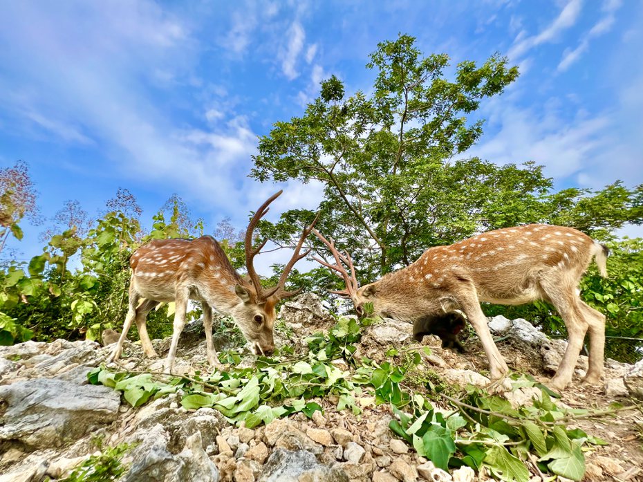 高雄市壽山動物園目前有21隻梅花鹿，來源是10年前由墾管處贈與。圖／高雄市壽山動物園提供