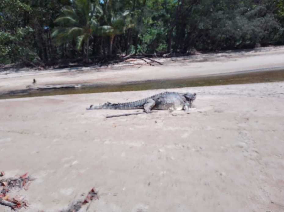 有遊客在海灘上發現一隻沒有頭的鱷魚似乎還在動，近看才發現這隻鱷魚已經死亡多時，推測可能是在海中跟鯊魚或是其他體型更大的鱷魚發生激戰才會斷頭。 (圖/取自影片)