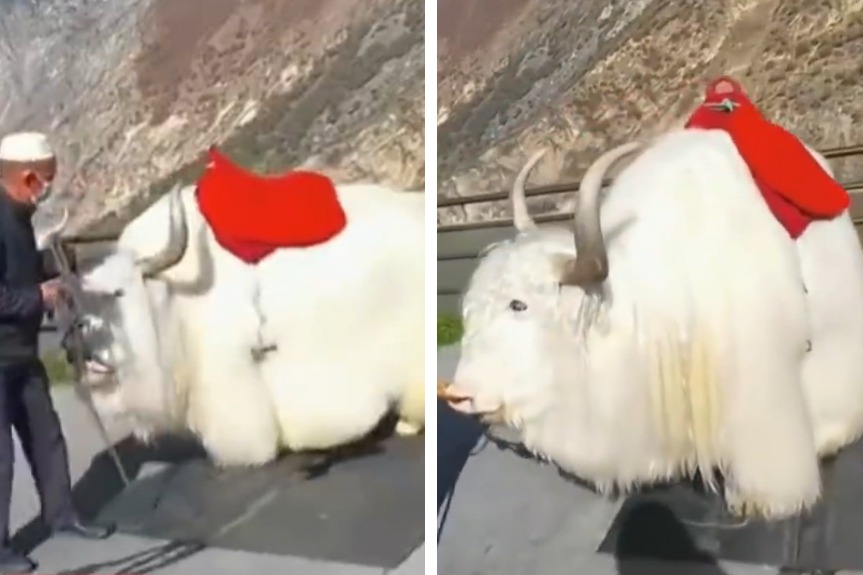 一名觀光客日前遇到一隻被稱作「金牛」的美麗神獸，牠擁有一身絲滑白淨的皮毛，看起來相當神聖，特殊的模樣吸引不少網友討論。 (圖/取自影片)