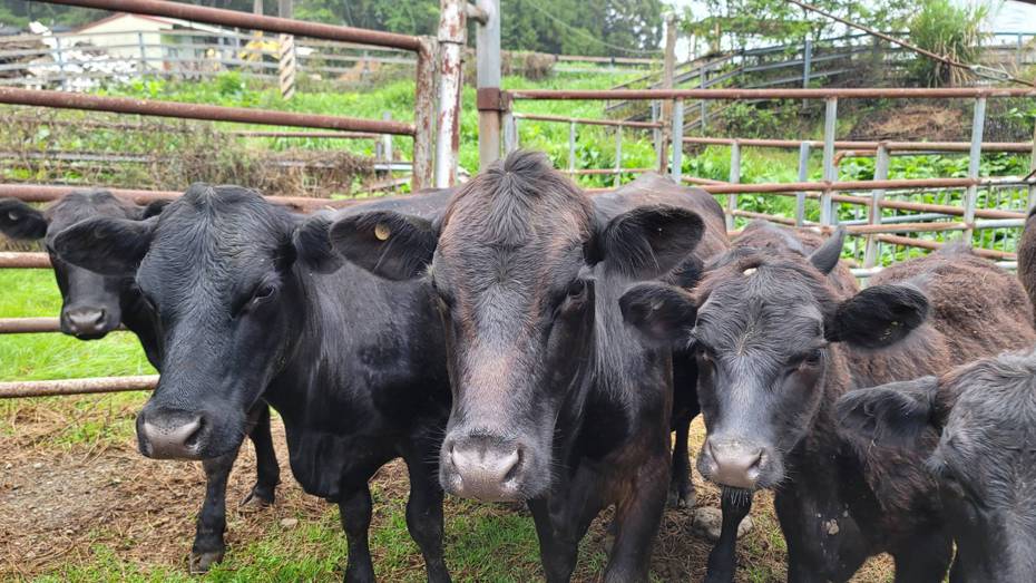 南投仁愛清境農場今天將場內的安格斯牛全數送走，結束逾一甲子的飼養牛隻業務。圖／清境農場提供
