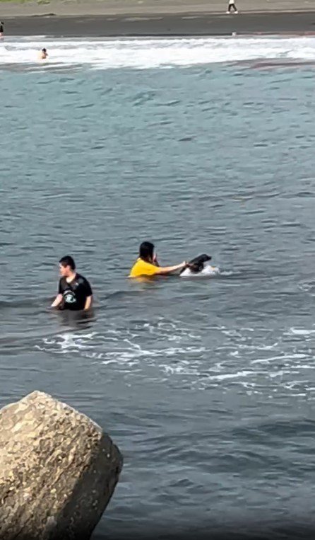 網友拍下飼主帶小黑狗戲水影片，狗狗害怕一直想上岸，卻被飼主不斷拉回海裡。
圖擷自爆料公社