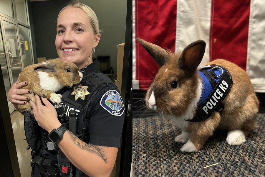 美國加州一隻流浪兔，後續被收編成為「警兔」。圖擷自臉書/Yuba City Police Department