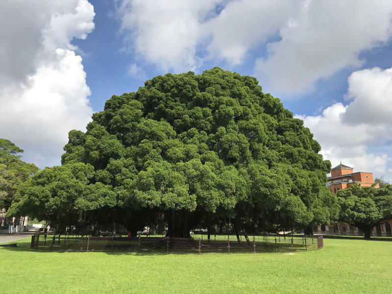 成大校園內著名的國泰大榕樹今年植栽剛好滿百年。圖／成大提供