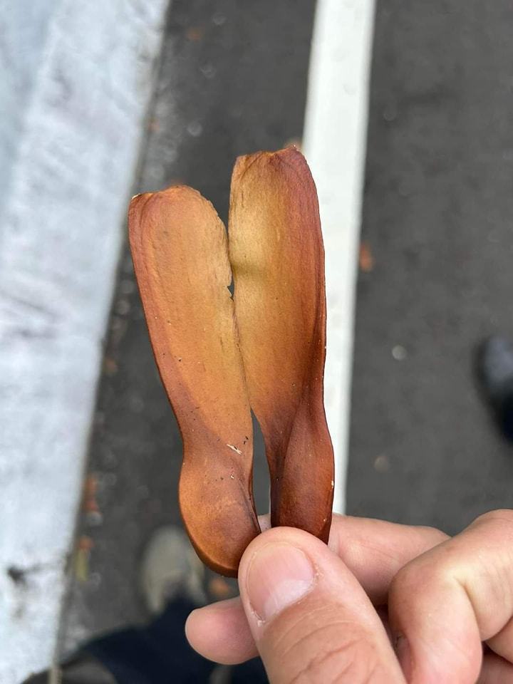 網友撿到桃花心木的種子。圖擷自臉書