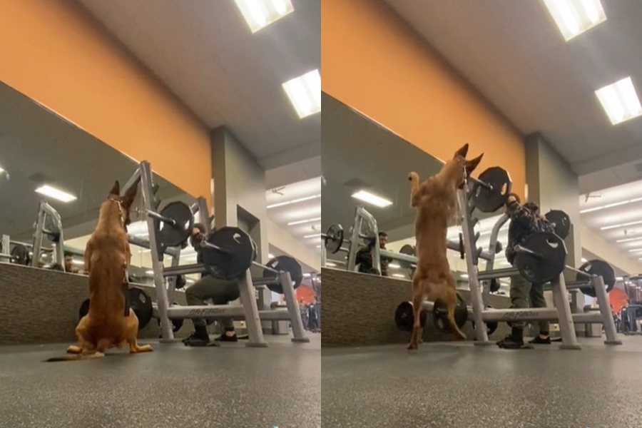 一名訓犬師帶著狗狗上健身房，愛犬有樣學樣跟著「深蹲」。圖擷自Tiktok/@doomasquats