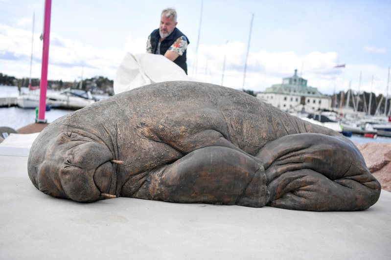 在去年夏天遭挪威當局處以安樂死的母海象「芙蕾雅」(Freya）的銅雕29日在奧斯陸揭幕，「芙蕾雅」因在奧斯陸峽灣曬太陽吸引群眾圍觀而被處以安樂死。路透